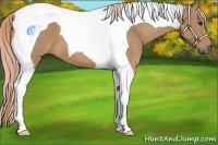 Horse Color:Palomino Tobiano 