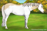Horse Color:Silver Classic Champagne Dun Splash Frame 
