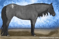 Horse Color:Blue Roan Varnish 