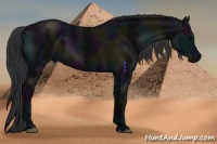 Horse Color:Midnight Black 