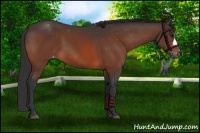 Horse Color:Bay Appaloosa 