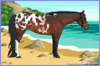 Horse Color:Bay Appaloosa 