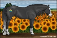 Horse Color:Black Splash 