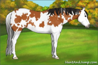 Horse Color:Gray White Spotted Buckskin Splash Appaloosa 
