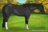 Horse Color:Gray Blue Roan 
