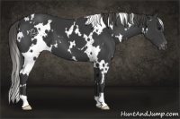 Horse Color:White Spotted Smoky Black Varnish 