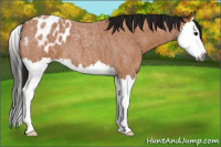 Horse Color:Gray Buckskin Roan Splash Appaloosa