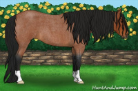 Horse Color:Gray Buckskin Roan 