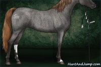 Horse Color:Liver Red Roan 