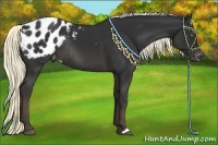 Horse Color:Liver Chestnut Appaloosa Rabicano