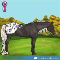 Horse Color:Liver Chestnut Mushroom Appaloosa Rabicano