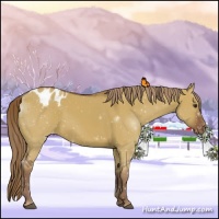 Horse Color:Red Dun Appaloosa 