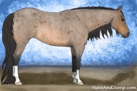 Horse Color:Buckskin Roan