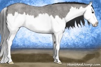 Horse Color:Grullo Roan Splash Rabicano