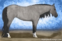 Horse Color:Grullo Roan Rabicano 