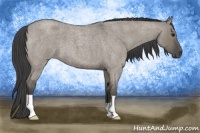Horse Color:Smoky Grullo Roan 