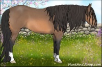 Horse Color:Buckskin Roan 