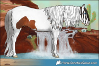 Horse Color:Bay Splash Tobiano 