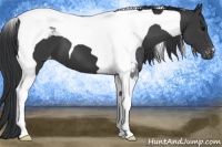 Horse Color:Black Tobiano Appaloosa 