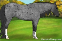 Horse Color:Blue Roan 