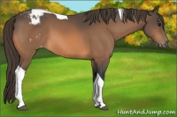 Horse Color:Buckskin Tobiano Appaloosa 