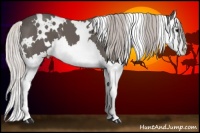 Horse Color:White Spotted Silver Black Splash 