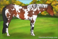 Horse Color:White Spotted Bay Roan