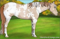 Horse Color:White Spotted Smoky Black Pearl