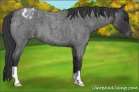 Horse Color:Blue Roan Appaloosa