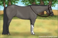 Horse Color:Grullo