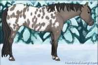 Horse Color:Grullo Appaloosa 