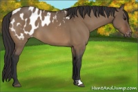 Horse Color:Brown Dun Appaloosa