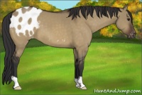Horse Color:Brown Dun Appaloosa 