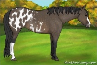 Horse Color:Brown Dun Appaloosa 