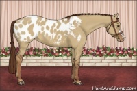 Horse Color:Red Dun Appaloosa 