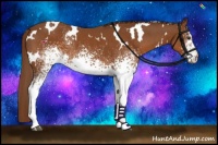 Horse Color:White Spotted Chestnut 