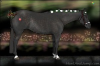 Horse Color:Liver Chestnut Rabicano 