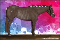 Horse Color:Liver Chestnut Rabicano 