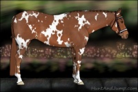 Horse Color:White Spotted Chestnut