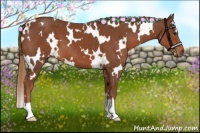 Horse Color:White Spotted Chestnut