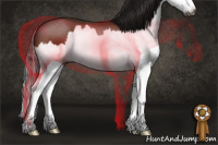Horse Color:Gray Bay Sabino Splash