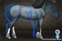 Horse Color:Blue Roan Rabicano
