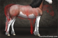 Horse Color:Bay Roan Splash