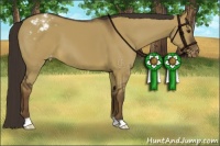 Horse Color:Liver Red Dun Appaloosa 