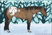Horse Color:Brown Dun Appaloosa 