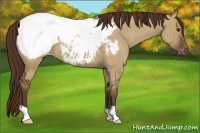 Horse Color:Liver Red Dun Appaloosa Brindle