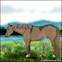 Horse Color:Liver Red Dun 