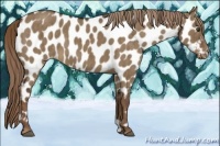 Horse Color:Liver Red Dun Appaloosa Brindle
