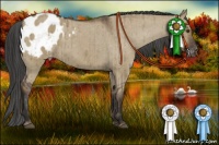 Horse Color:Liver Red Dun Appaloosa Brindle