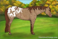 Horse Color:Red Dun Blanket Brindle 